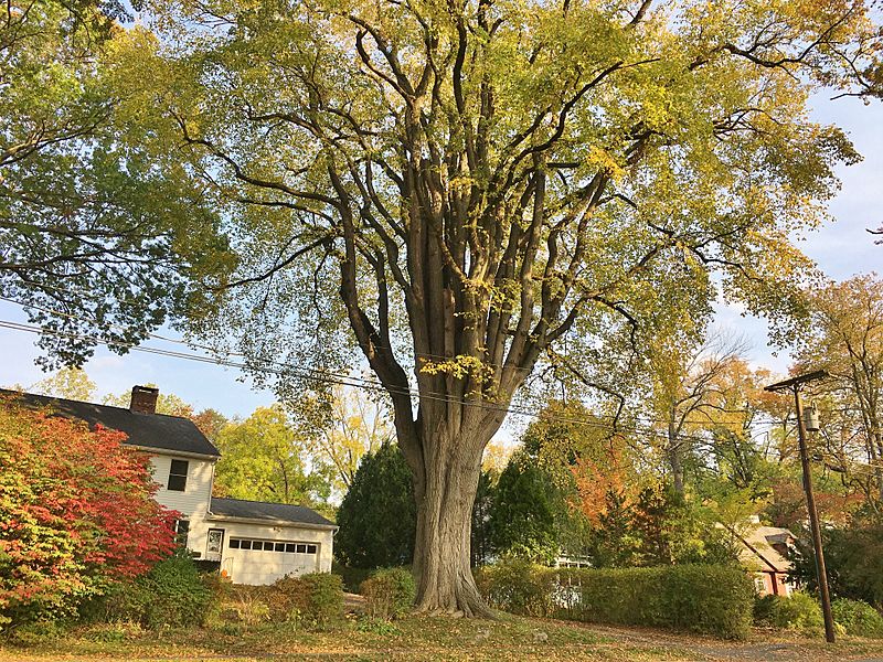 Image "Grayson Elm" American Elm Tree in Amherst, MA (October 2020)
